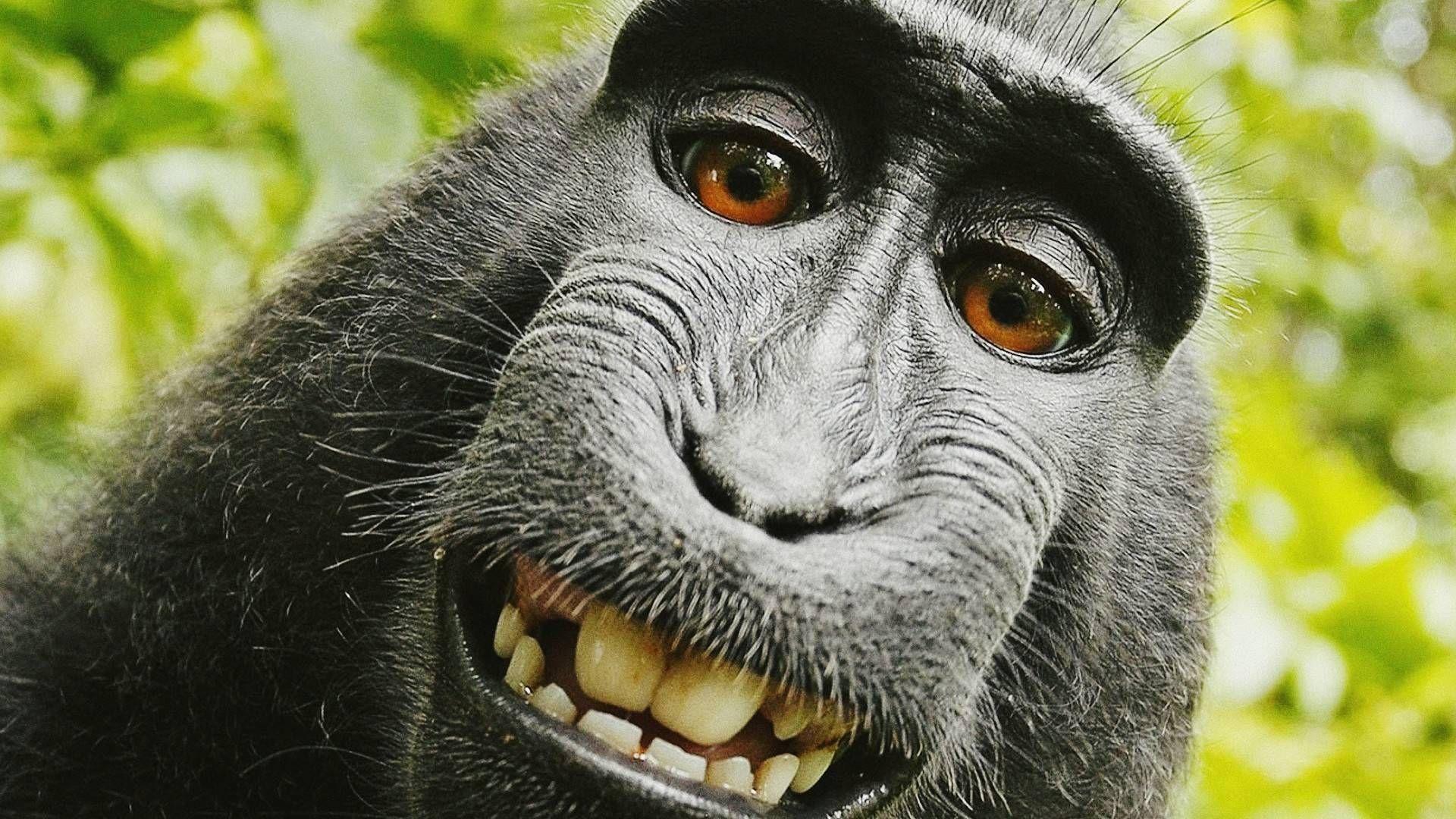 Funny Monkey Desktop Wallpapers