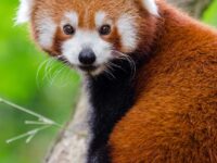 1679293106992_redpanda