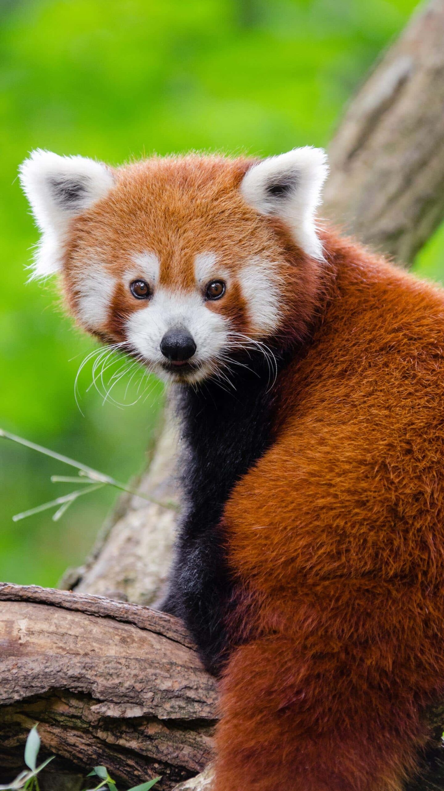Cutest Animal On Earth - Red Panda