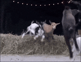 That's Why He's The Goat GIF
