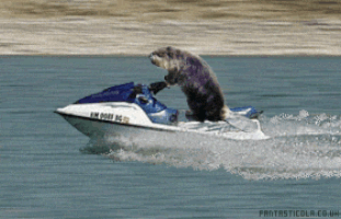 Jet Ski GIFs