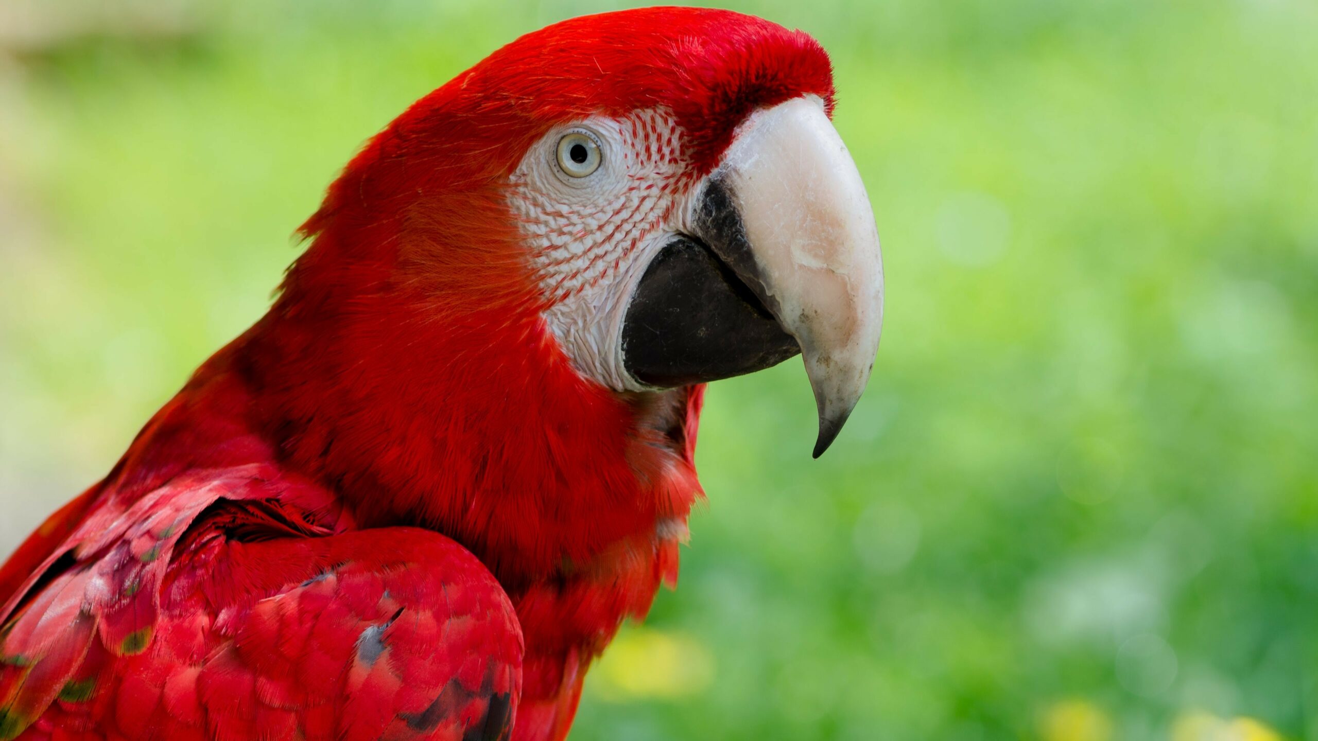 Macaws in Nature