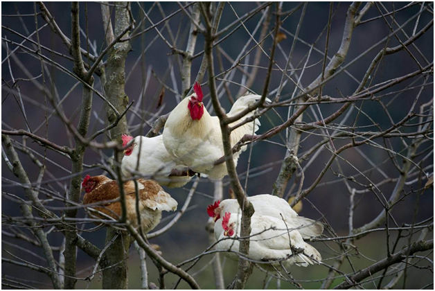Chickens coming home to roost. | BackYard Chickens