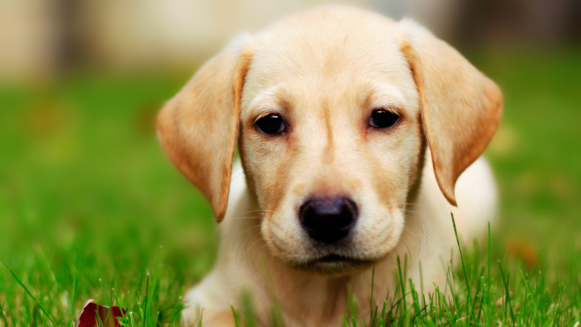 A serene dog showcasing simplicity in life