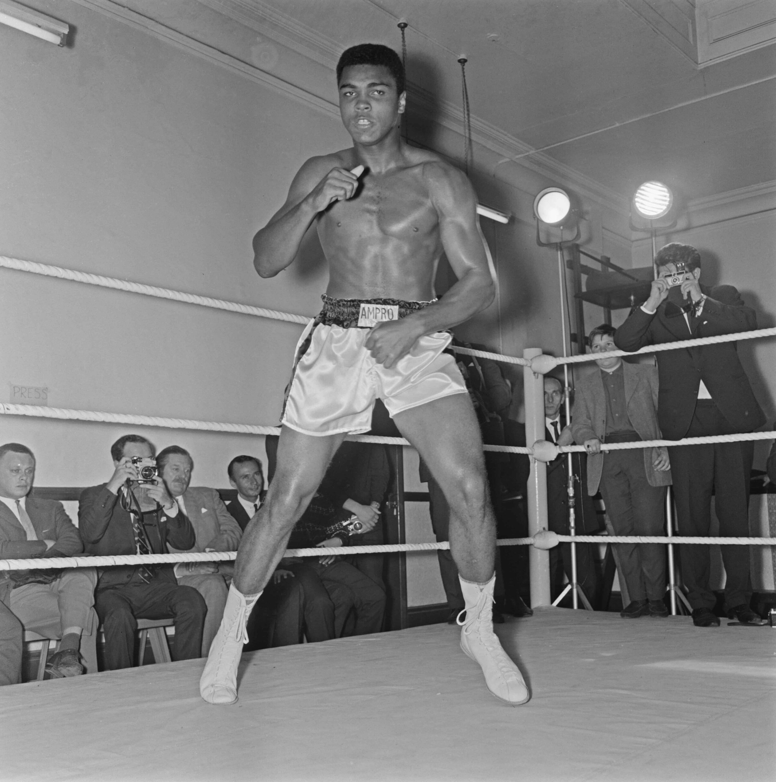 American Boxer