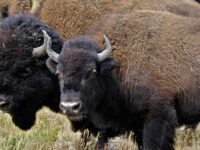 AmericanBuffalo-Main