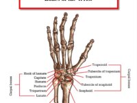 Bones-of-the-wrist