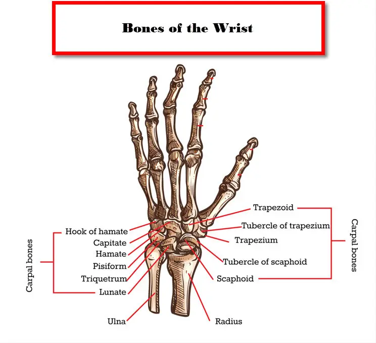 Vintage 1988 Mes Hand Wrist Medical Anatomical Chart - vrogue.co