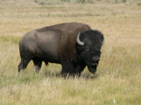 Buffalo2
