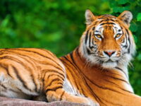 Free-tiger-animal-wallpaper-HD