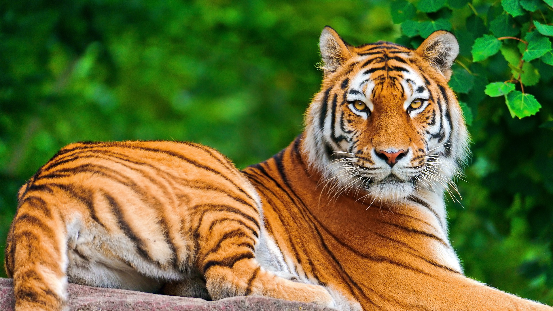 Wild Tiger Wallpaper