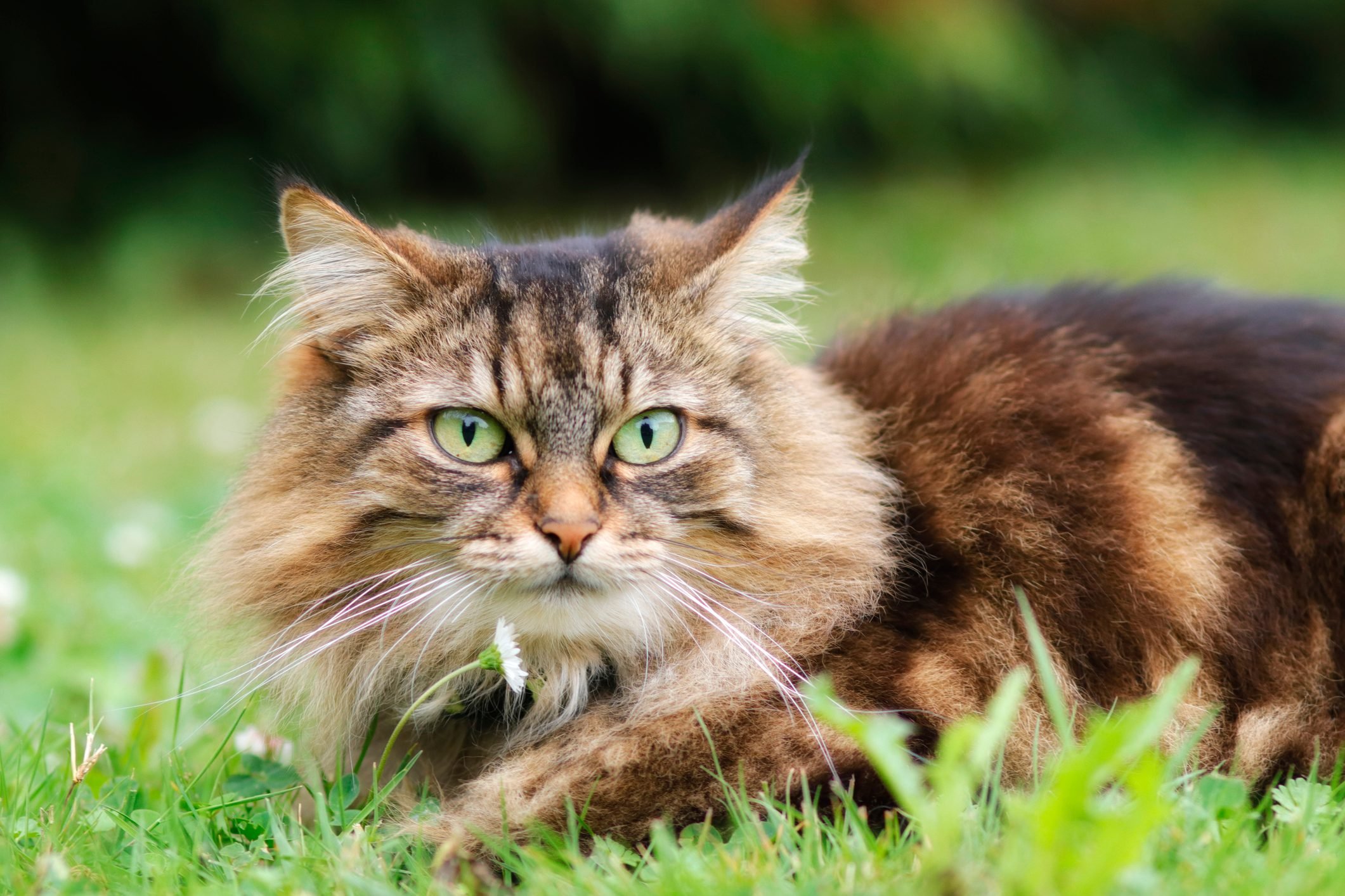 Super Fluffy Cat Breeds