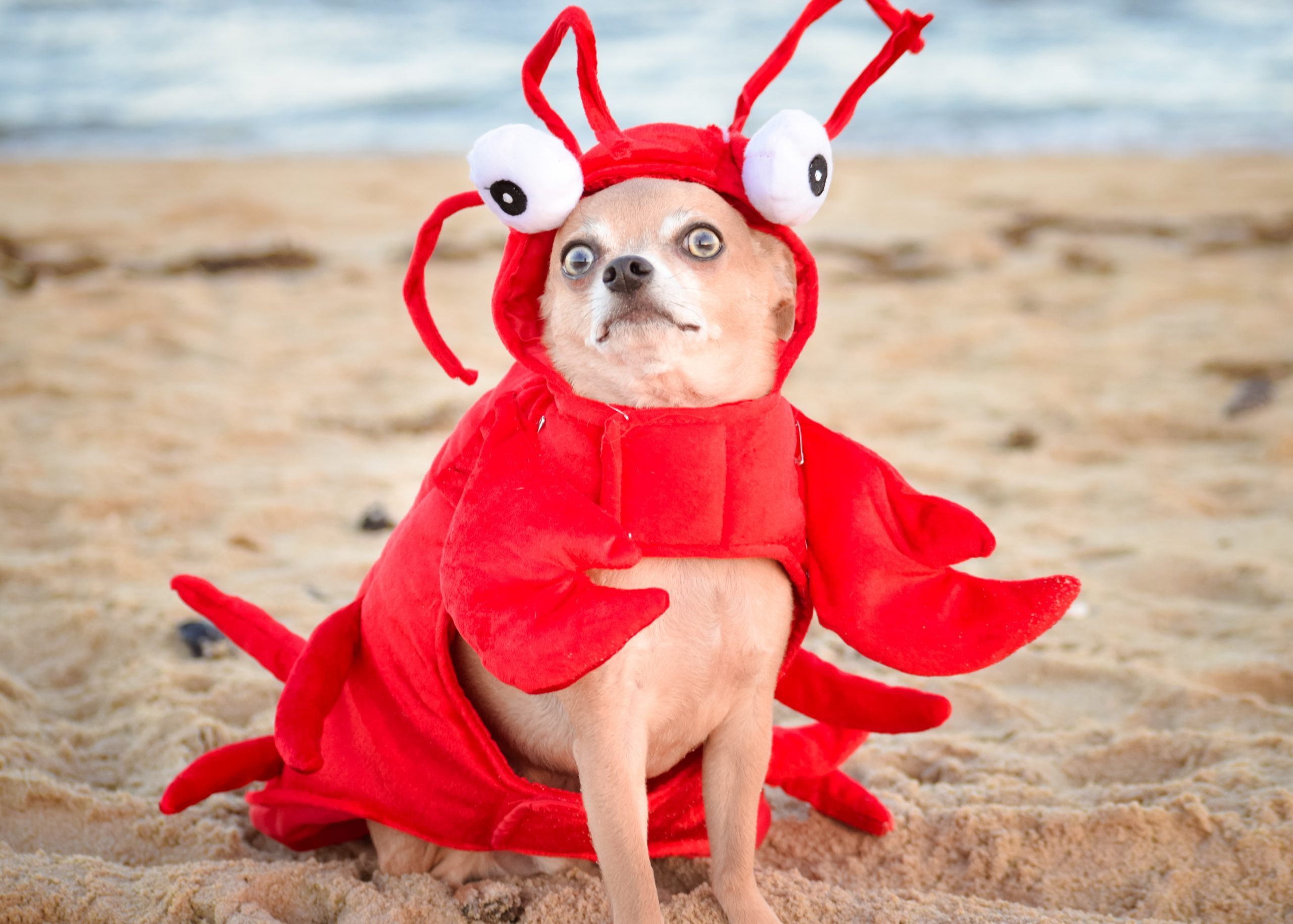 Funny Photos You Won't Be Able to Stop Laughing at