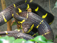 Gold-ringed-Cat-Snake-Boiga-dendrophila