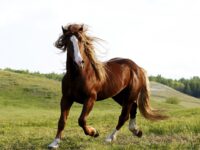 Horses