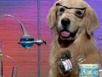 I-Have-No-Idea-What-I-Am-Doing-Dog