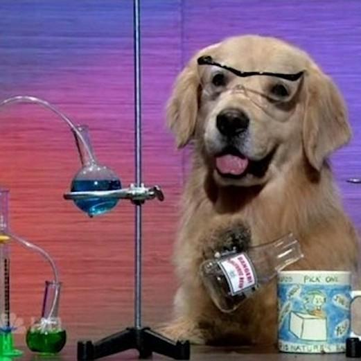 I have no idea what I am doing dog meme