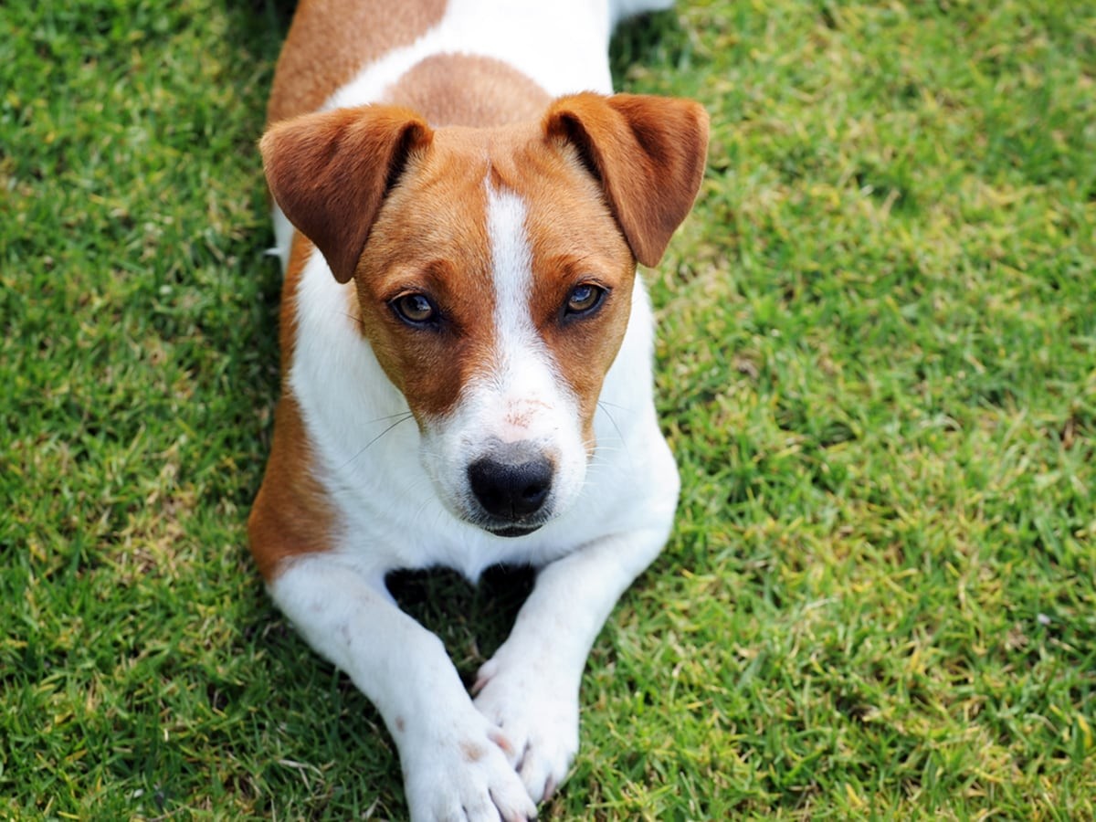 Jack Russell Terrier in playful mood