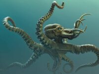 Kraken