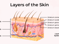 Layers-of-Skin
