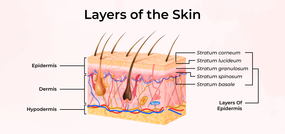 Skin-Layer, Structure, and Functions