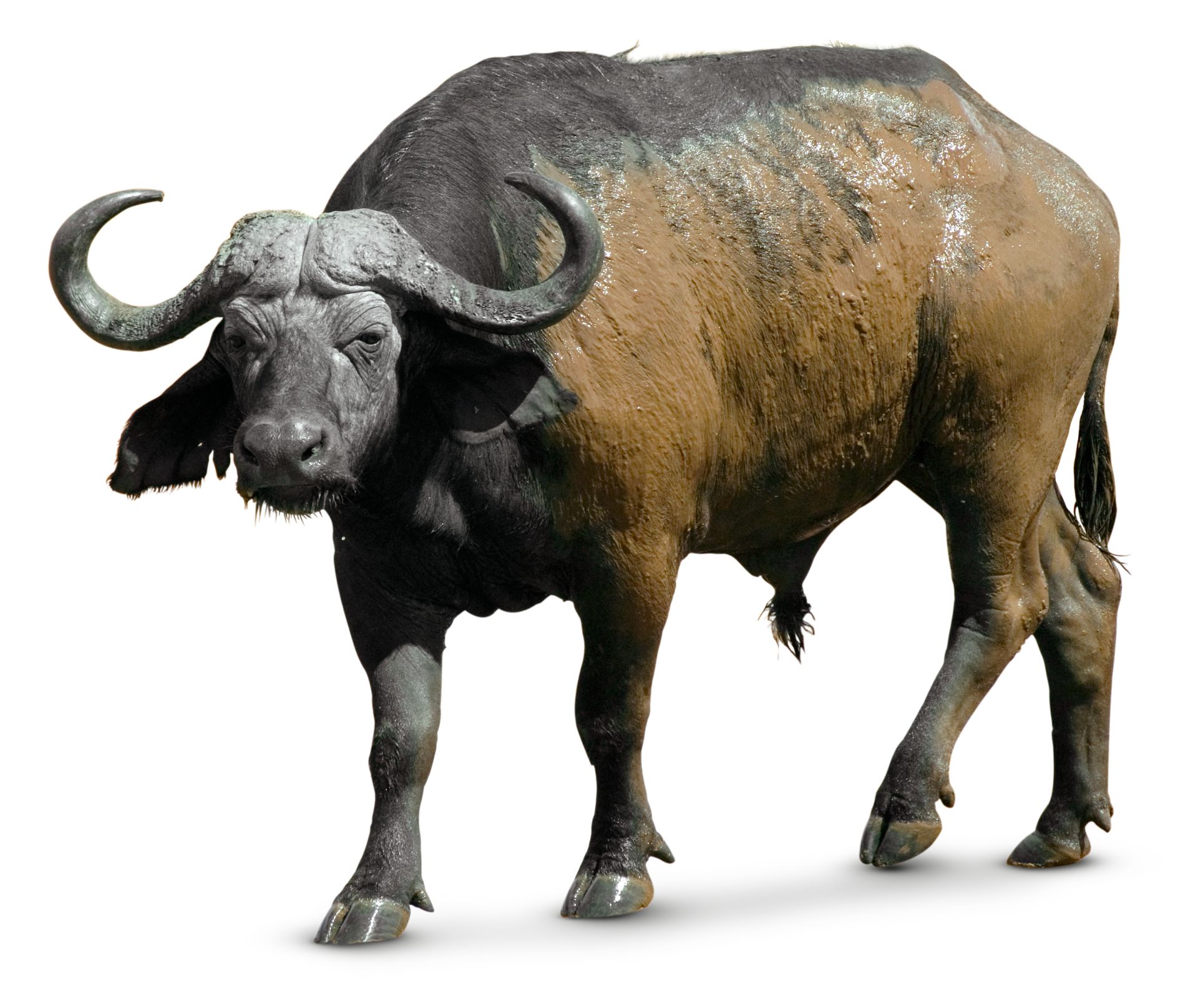 Buffalo Bill dancen gif