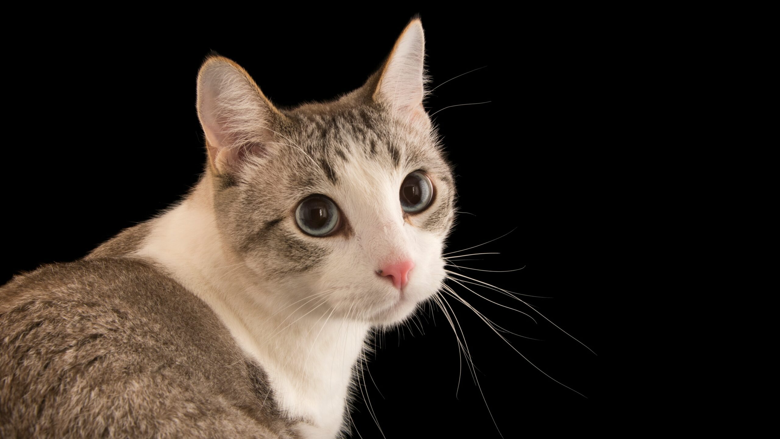You Did It! Cat