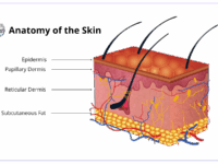 Skin-Anatomy