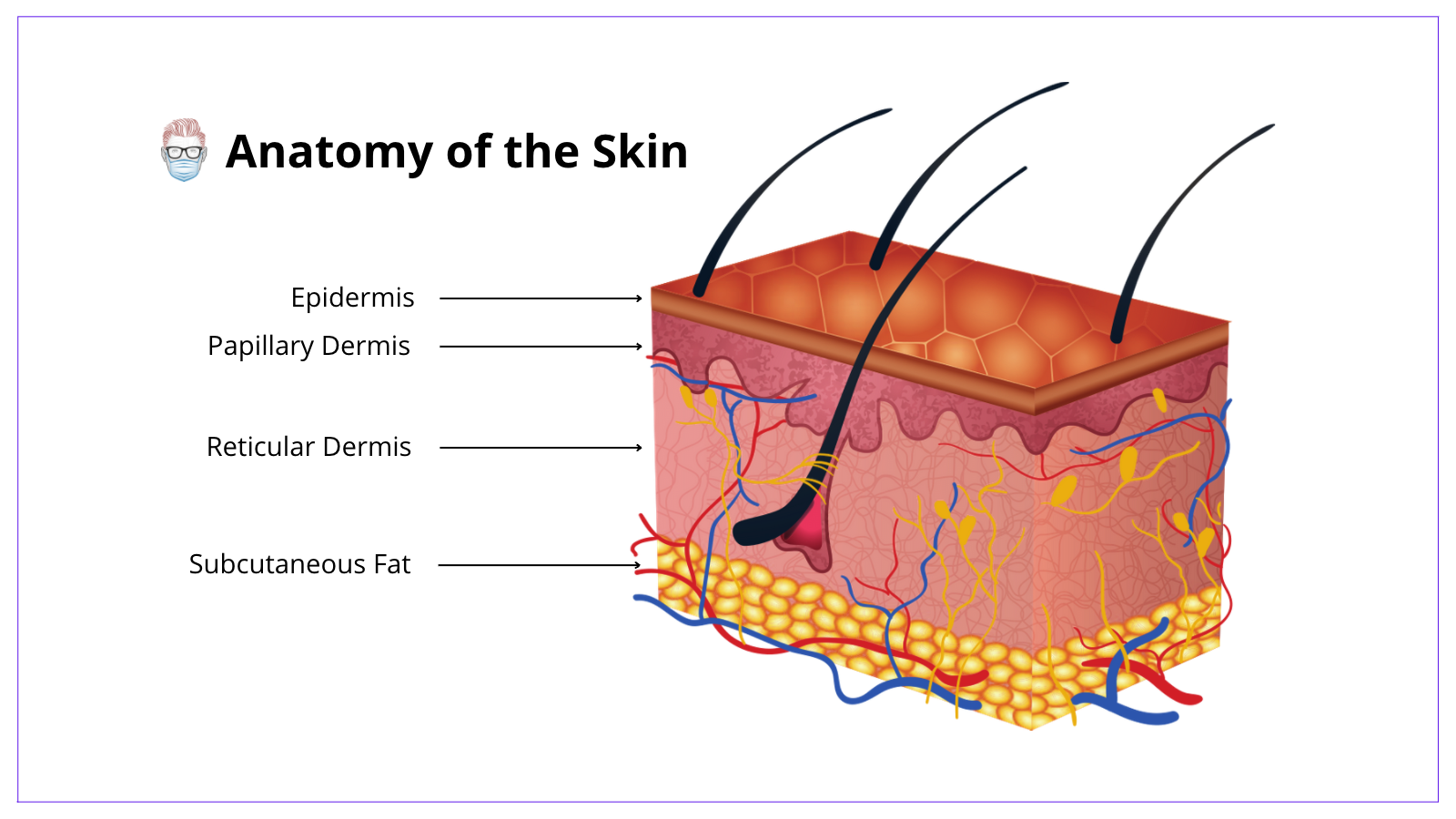 Human Skin Layers And Functions