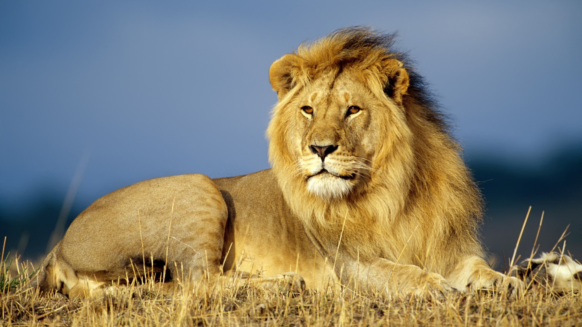 What Is an Animal? | Cambridge University Press