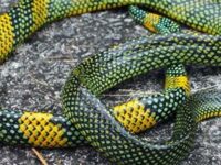 are-snakes-sauria
