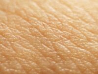 article-migration-image-16-structure-function-and-care-of-human-skin