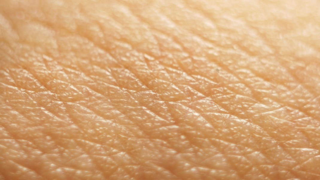 Structure, Function and Care of Human Skin | Gaia