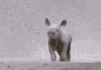 baby-rhino-cute