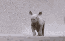 Baby Rhino Funny GIF - Baby Rhino Funny Escape - Discover & Share GIFs