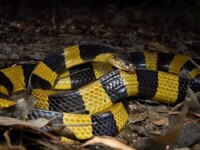 banded-krait