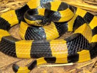banded-krait-tom-charltonfeatured