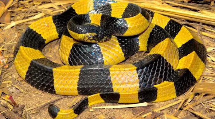 Banded Krait