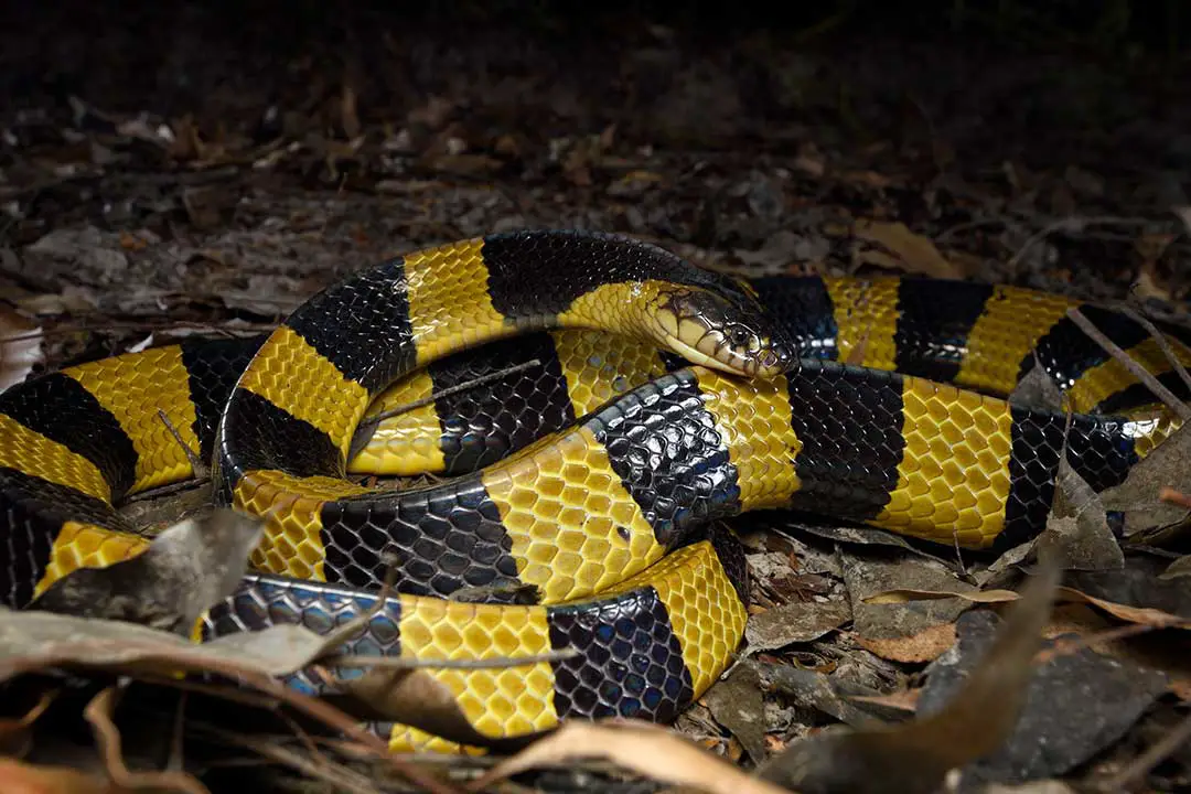 Black and Yellow Snakes