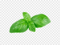 basil