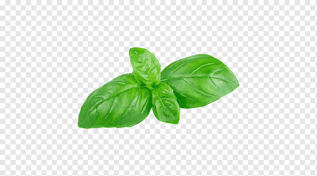 Basil GIF - Basil - Discover & Share GIFs