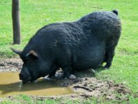 big-fat-pig-animal-farm-ballito