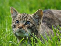 british-wild-cat-1