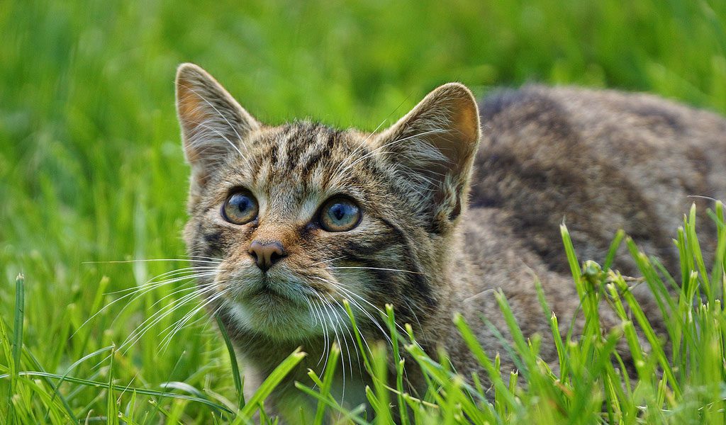 Cats - Key Facts, Information & Pictures