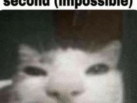cat-funny
