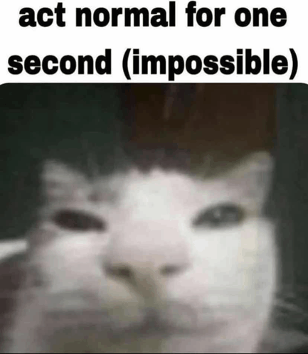 Cat Funny GIF - Cat Funny