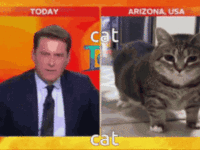 cat-funny