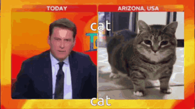 Cat Funny GIF - Cat Funny