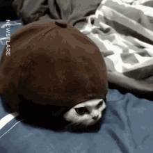 Cat Hat GIF - Cat Hat