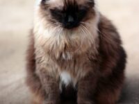 cat-mammal-gray-fauna-whiskers-fat-vertebrate-siberian-siamese-norwegian-forest-cat-small-to-medium-sized-cats-cat-like-mammal-nebelung-domestic-short-haired-cat-domestic-long-haired-cat-birman-605724